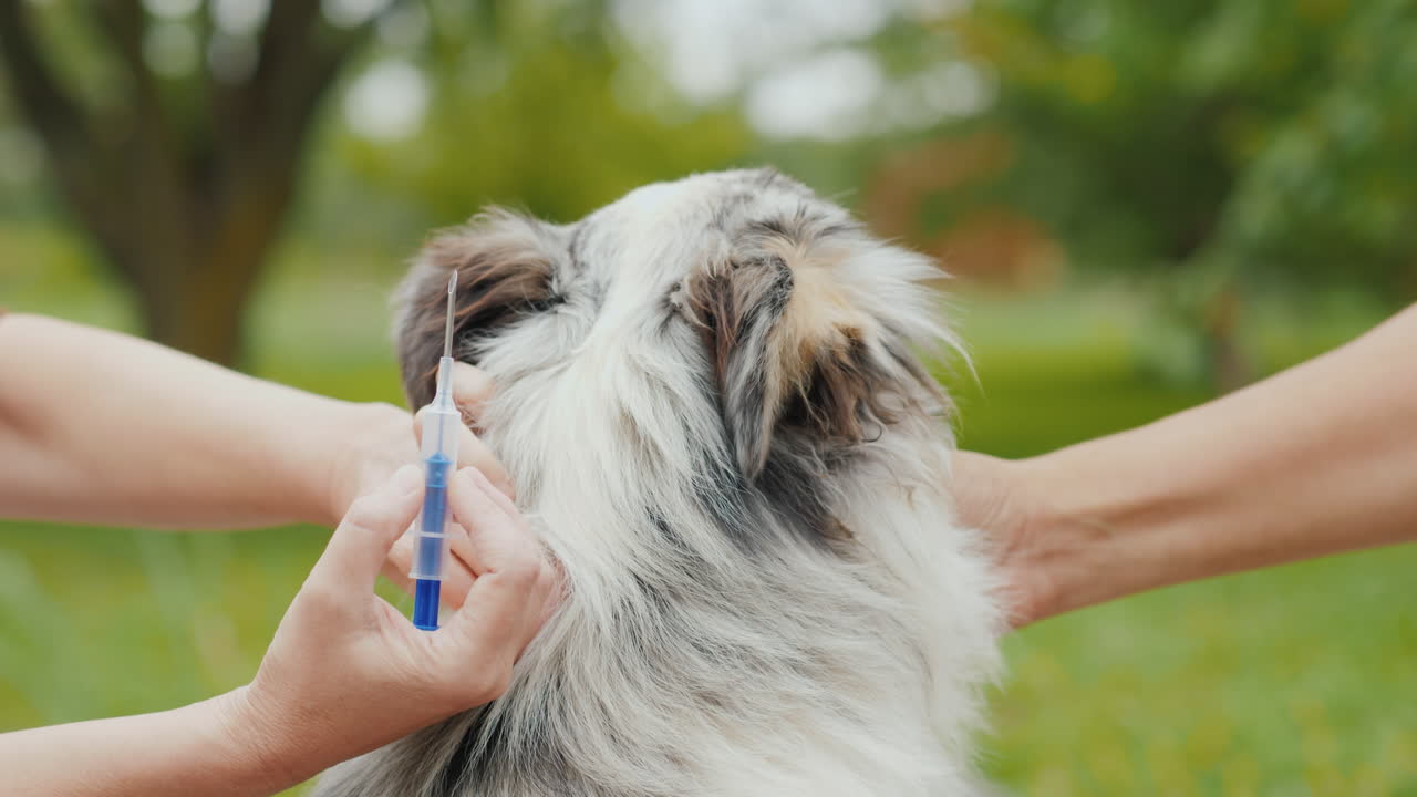 개는 두꺼운 바늘이 달린 마이크로칩 주사기로 피부 아래에 주입됩니다.
