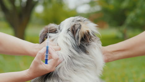 el perro se inyecta debajo de la piel con una jeringa de microchip con una aguja gruesa