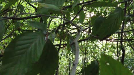 hojas verdes del bosque en las ramas de los árboles tiro de cámara constante otoño