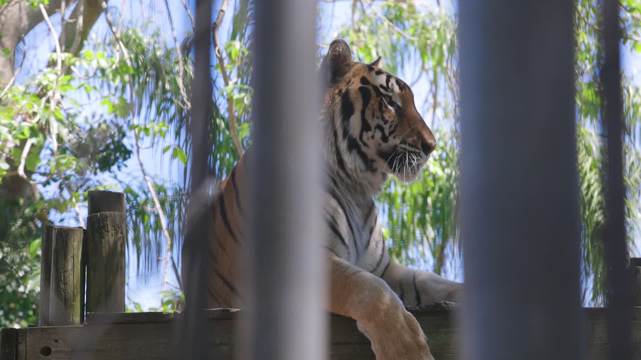 medium shot of bengal tiger laying on platform through enclosure fence licking lips