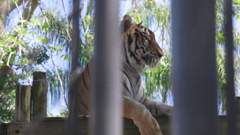 disparo medio de un tigre de bengala acostado en una plataforma a través de una valla cerrada lamiendo los labios