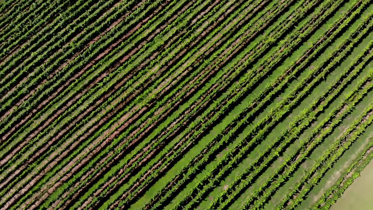 Aerial view of vineyard in Georgia