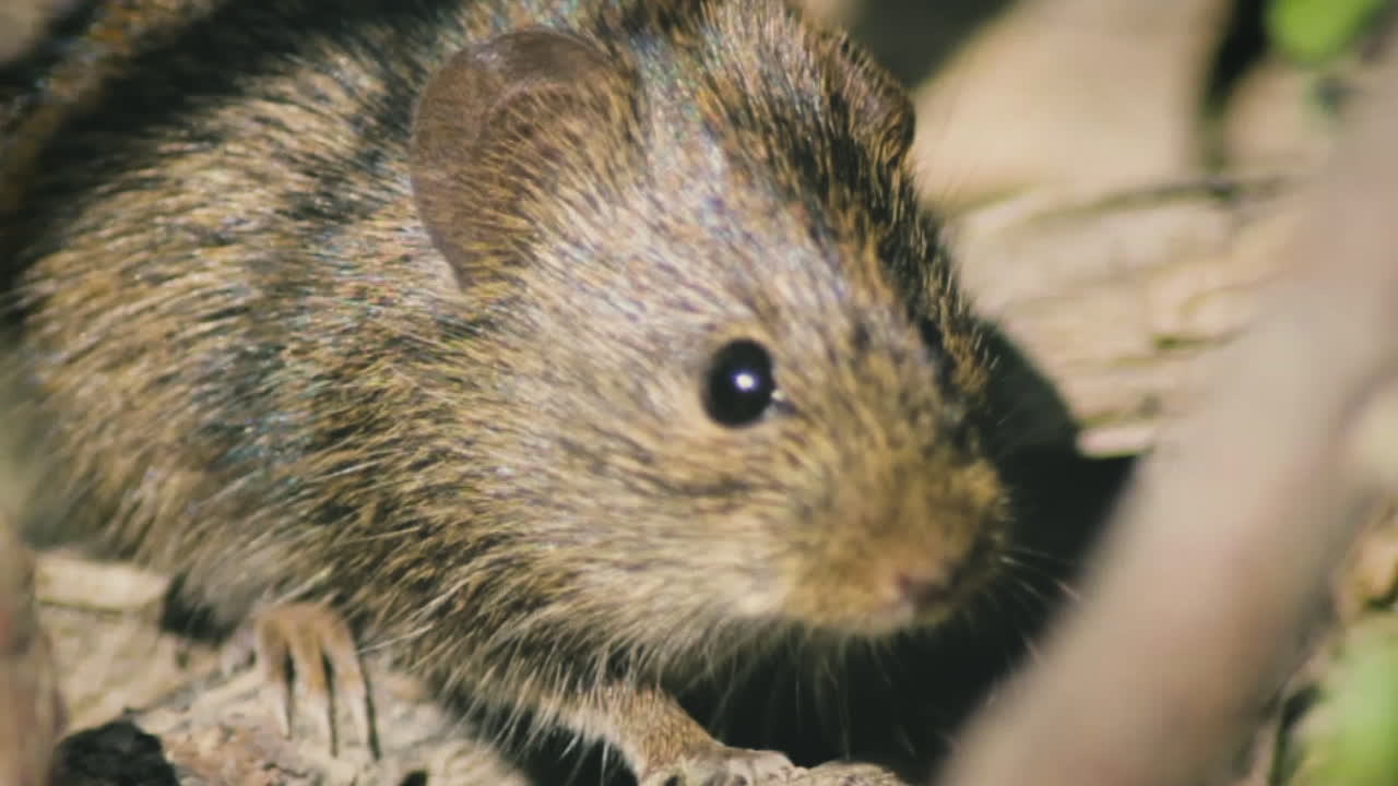 Close-up of a mouse