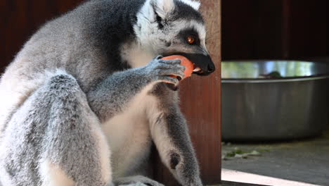 a lemur eats a carrot in a zoo, inside a wooden shelter, metal bowl behind with food storage