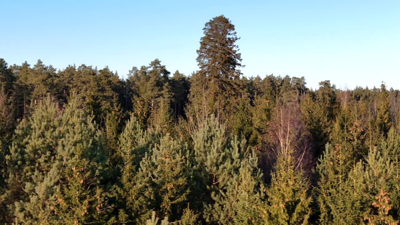 Splendida pineta sostenibile, vista aerea