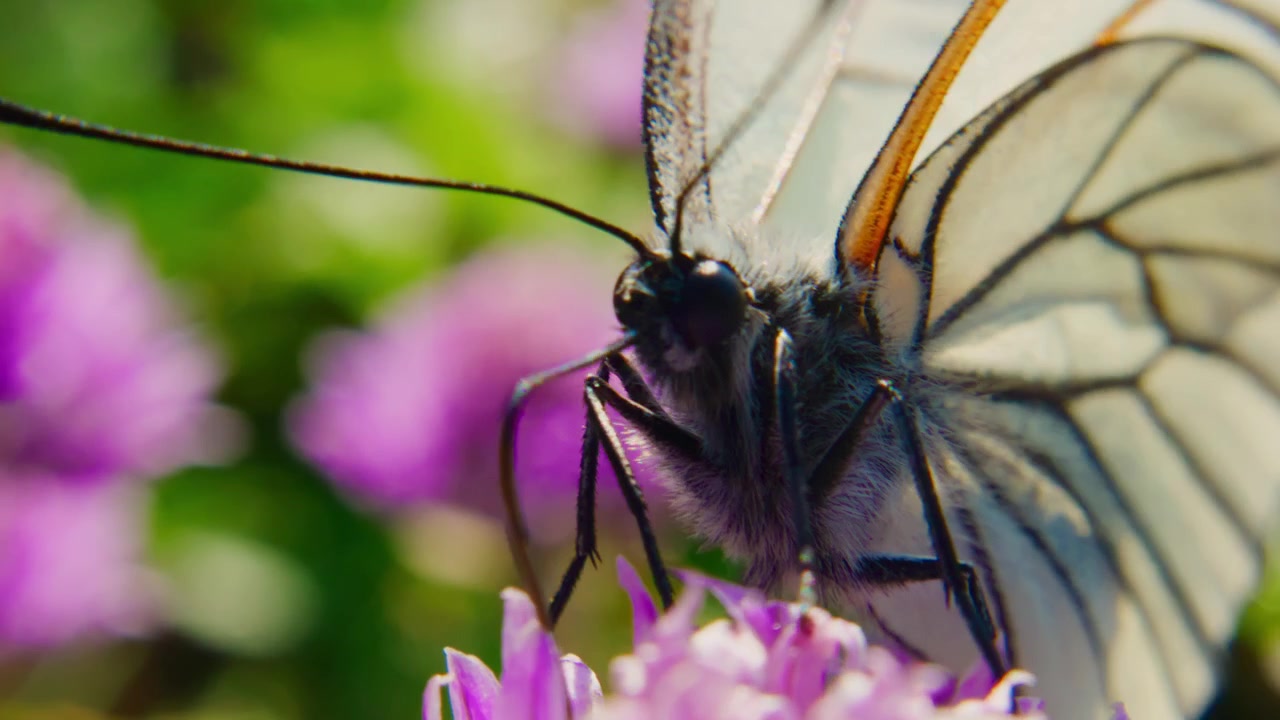Una delicada mariposa con alas translúcidas se posa sobre una vibrante flor morada. Su cuerpo negro contrasta con los suaves pétalos, capturada en primer plano. El fondo es vegetación difuminada y más flores.
