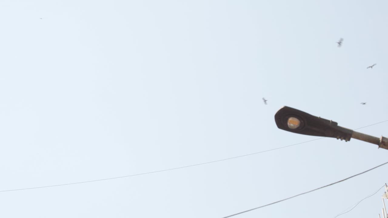 앞면 에 전력 기둥 이 있는 바이 스카이라인 을 날아다니는 까마귀 들