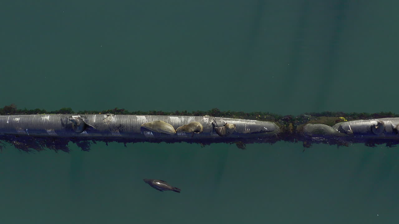 해파리 들 의 풍경적 인 모습