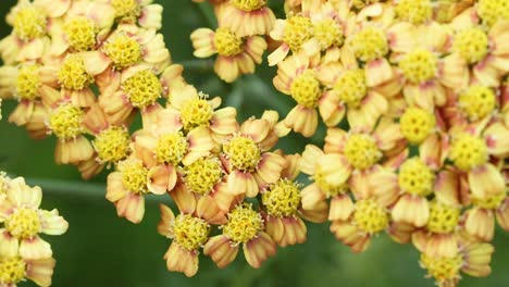 yellow flowers blooming in gold coast botanic gardens