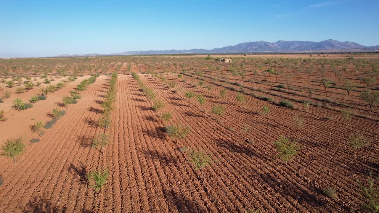 Plantation of trees and a small rural house. Gorafe, Granada, Spain