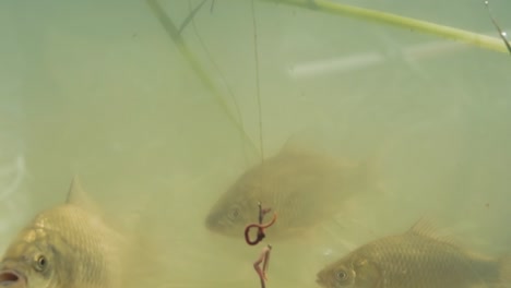 bait-on-the-fishing-hook-falls-into-the-lake-near-the-accumulation-of-fish-carp