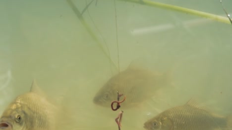 bait on the fishing hook falls into the lake near the accumulation of fish carp