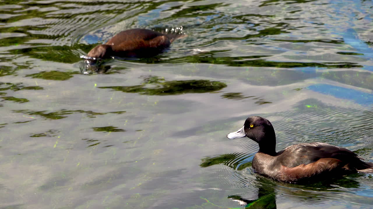 Ripresa a seguire di anatre che si tuffano in acqua cristallina e cercano cibo, in primo piano.