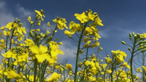 close up of yellow rapeseed flower in blooming season gently wind breeze against contrast blue sky