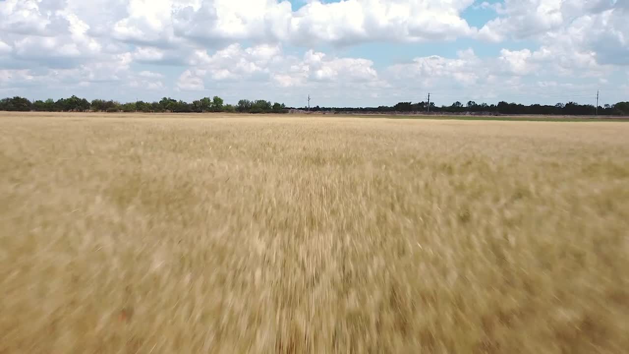 Fast drone flight over wheat field very close to wheat sky with clouds