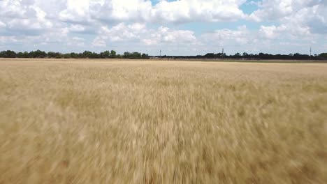 fast drone flight over wheat field very close to wheat sky with clouds