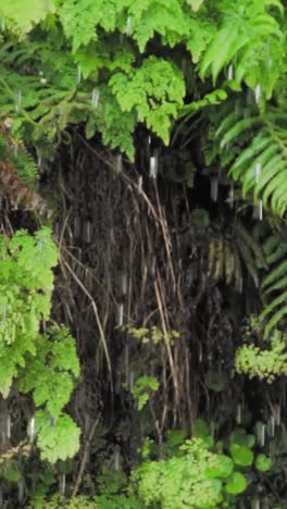 rainforest ferns