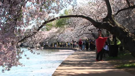 tourists walk a path lined with beautiful cherry trees in full bloom