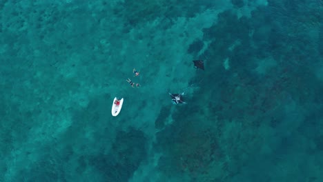 Boot-Schwimmt-In-Der-Nähe-Der-Touristen,-Die-Auf-Dem-Klaren-Blauen-Meerwasser-In-Fidschi-In-Der-Nähe-Von-Zwei-Schwimmenden-Mantarochen-Schnorcheln---Luftaufnahme