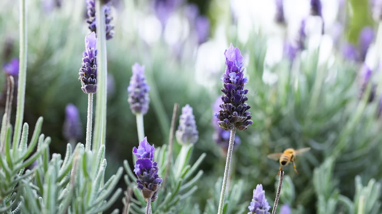 una abeja poliniza las flores de lavanda en un jardín