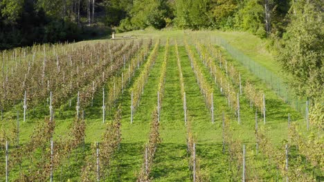 aerial view of beautiful vineyard landscape in sittersdorf, austria