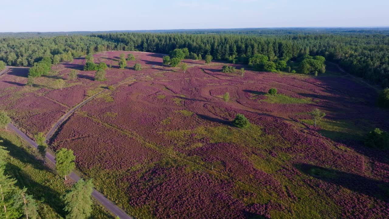 Aerial view of heather landscape with forest