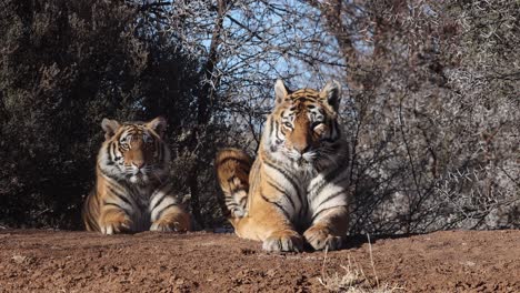 two lazy bengal tigers relax on hot afternoon near shady thorn tree