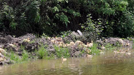 ducks gathered near a riverbank in nature