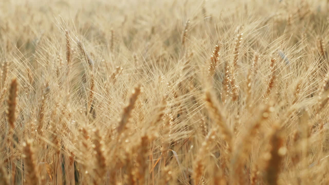 колоски пшеницы качаются на ветру в лучах заката 1