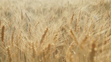 spikelets of wheat swing in the wind in the rays of sunset 1