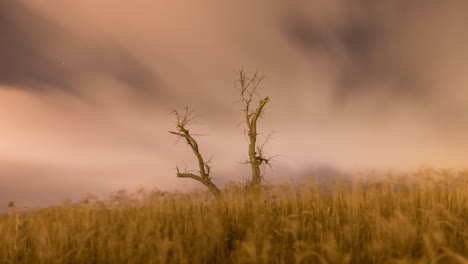 la luna se pone en el cielo nublado y las nubes de movimiento rápido en el cielo nocturno vibra en una granja de trigo tierra campo tormenta de viento y disparo de movimiento rápido por la noche con el cometa neowise