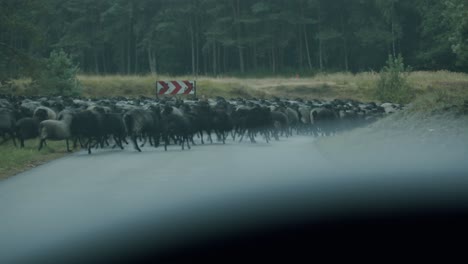 ovejas en una calle en el área de entrenamiento militar británico senne en paderborn, alemania