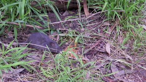 pequeña rata gris roedor comiendo restos de comida del suelo en un bosque