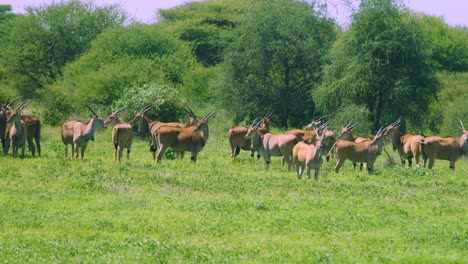 wild antelope roaming free in african plains in small group as they walk