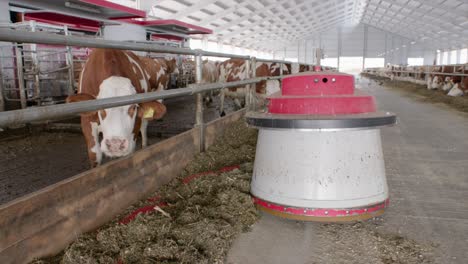 Feeding-robot-pushing-feed-for-cows-in-modern-cowshed