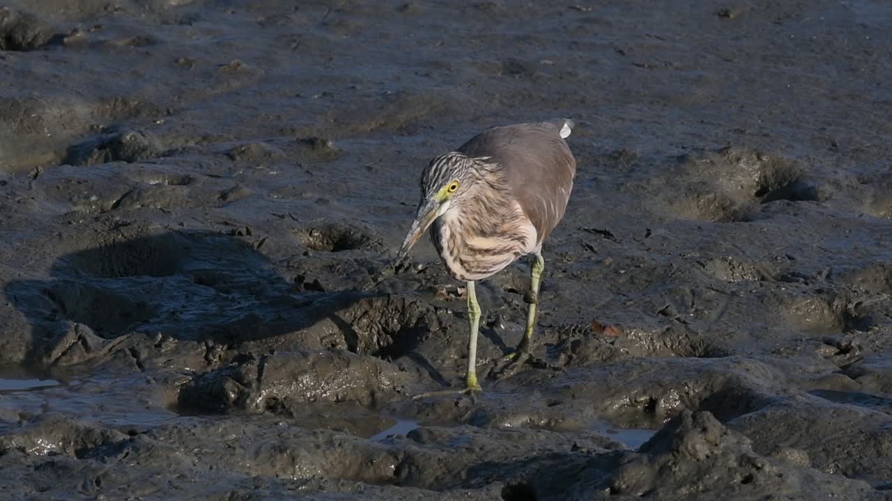una de las garzas de estanque encontradas en tailandia que muestran diferentes plumajes según la temporada