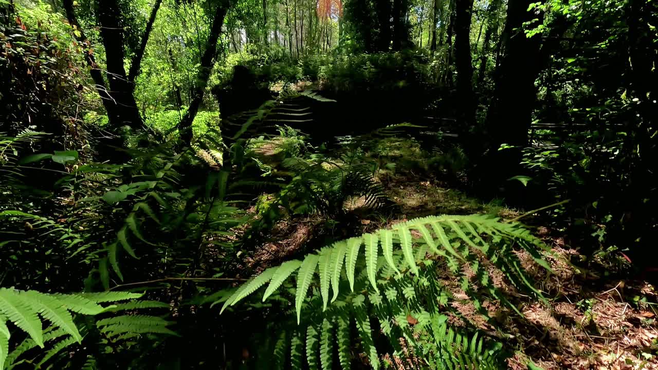 estructura de una vieja casa de piedra abandonada y cubierta de vegetación en medio del bosque entre árboles y helechos verdes y frescos, tiro de escalada, órdenes, galicia, españa