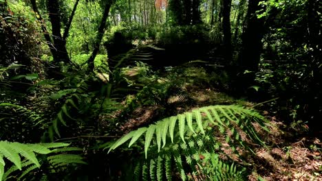 structure-of-old-abandoned-stone-house-and-covered-with-vegetation-in-the-middle-of-the-forest-among-trees-and-green-and-fresh-ferns,-shot-climbing,-Ordes,-Galicia,-Spain