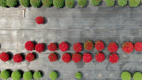 slow aerial trucking shot to reveal red blooming mums and drip irrigation system with black plastic for warmth