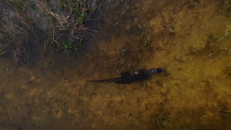 un cocodrilo nadando suavemente a través del pantano siguiendo el aire por encima