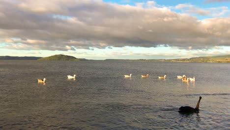 Zwei-Schwarze-Schwäne-Und-Eine-Reihe-Enten-Schwimmen-An-Einem-Bewölkten-Tag-In-Rotorua,-Neuseeland,-über-Den-See