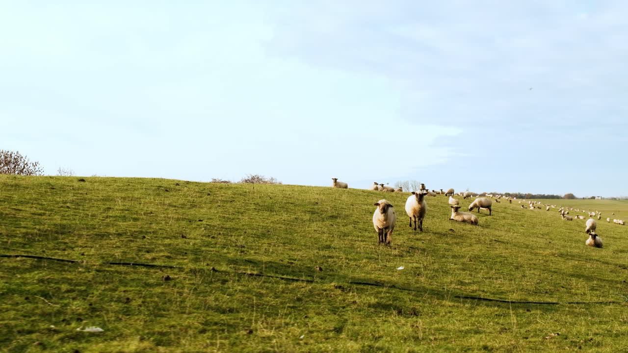 carrellata di un prato con pecore