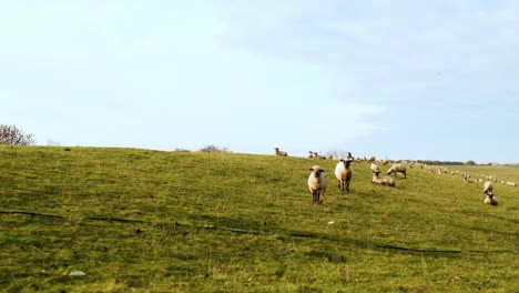 tracking shot of a meadow with sheeps