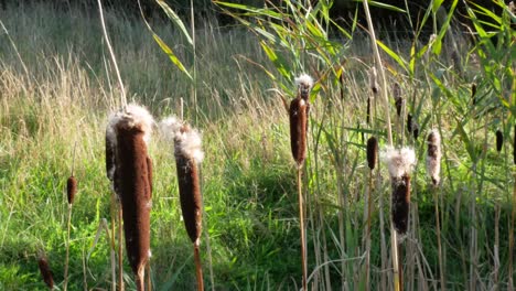 Static-Shot-of-Bulrushes-Gently-Swaying-in-the-Breeze