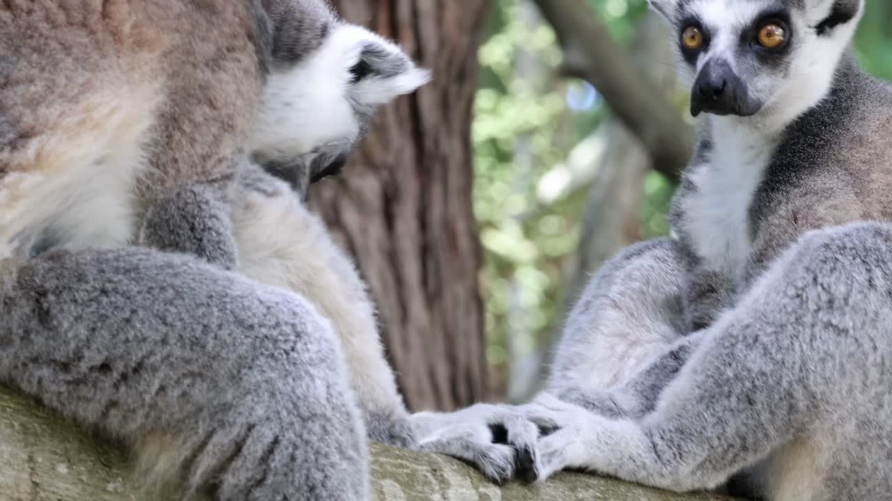 Two lemurs sit closely on a tree branch, displaying calm and relaxed behavior in a natural setting.