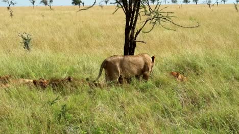 group of lions rest in the shade of a tree in the middle of a field covered by grass