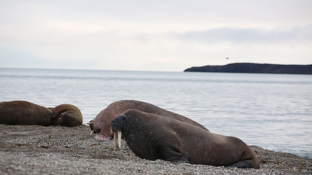 스발바르드 섬의 해안선을 따라 북극 해에 있는 다른 해파리들에 둘러싸인 해변을 둘러보는 긴  ⁇  이끼를 가진 거대한 해파리
