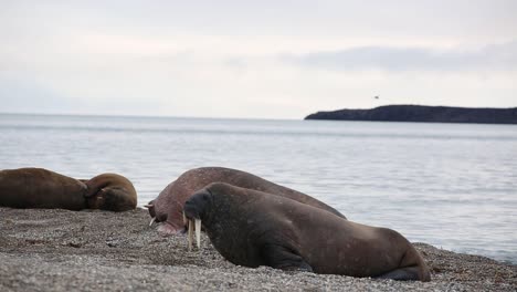 morsas gigantes con largos colmillos blancos en la playa mirando a su alrededor rodeadas de otras morsas en el mar ártico a lo largo de la costa de las islas svalbard
