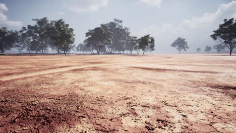 acacia tree in african savannah