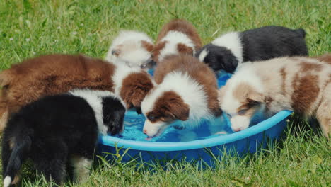 Several-Puppies-Eagerly-Drink-Water-From-A-Small-Pool-In-The-Backyard-Of-The-House